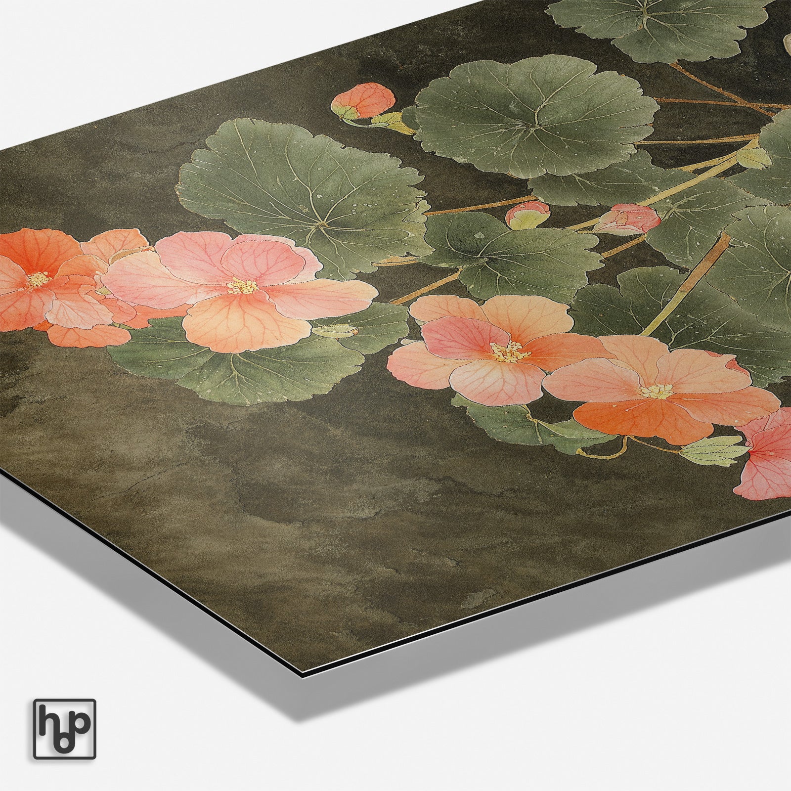 Begonia · Hout