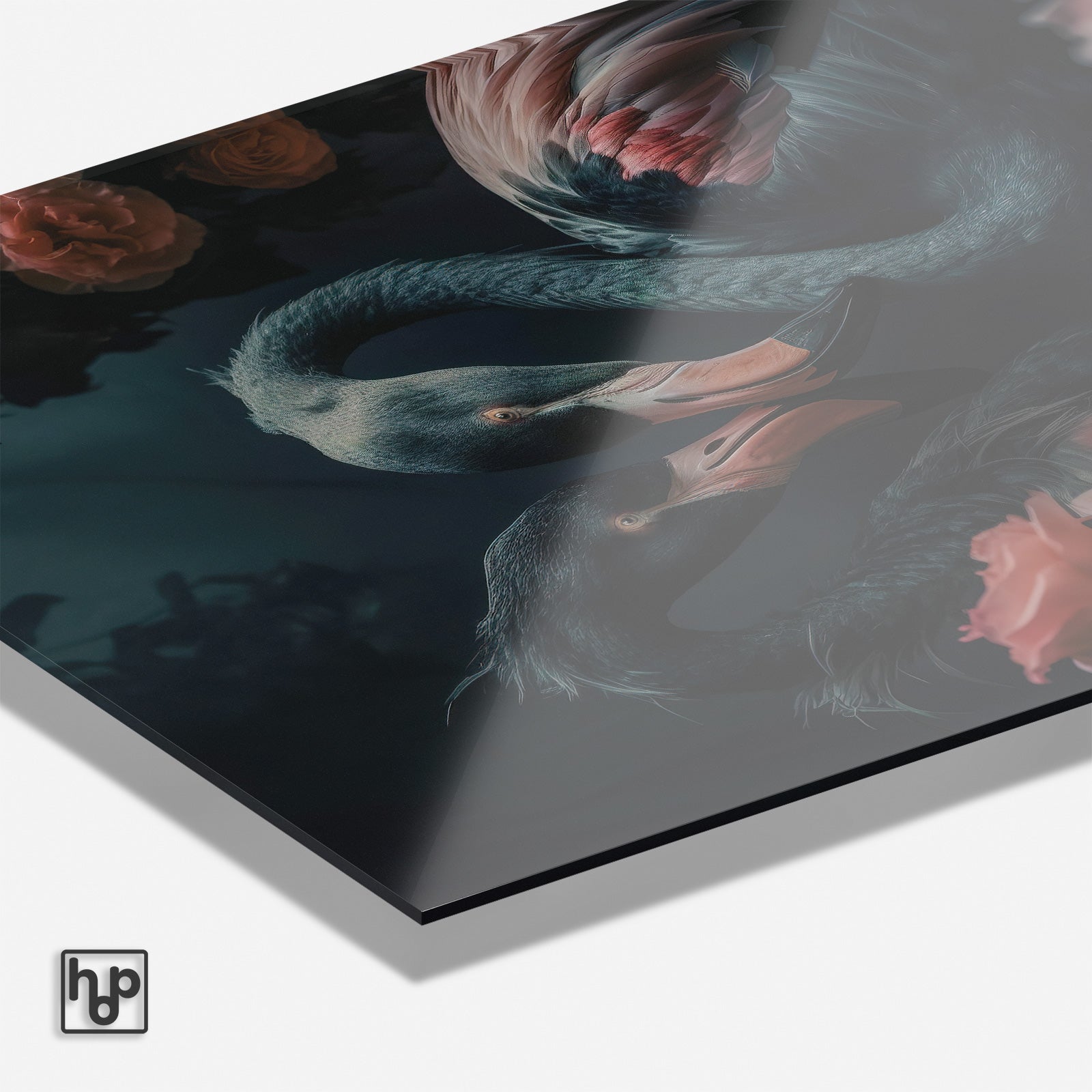 Zwarte zwaan · Plexiglas