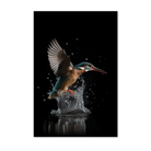 Ijsvogel 3 wanddecoratie