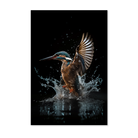 Ijsvogel 4 wanddecoratie