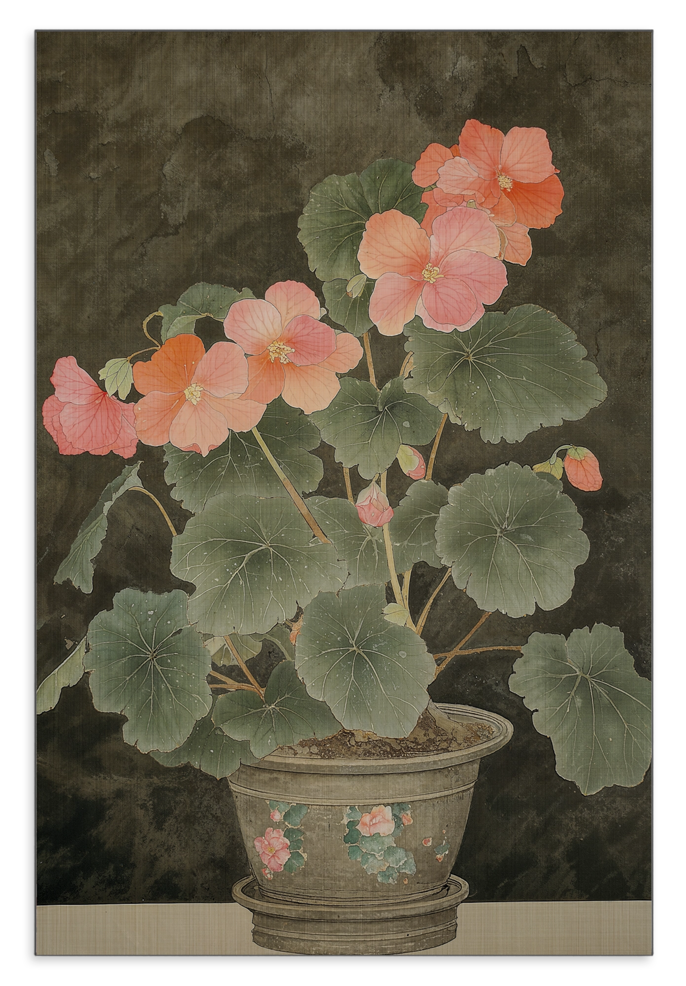 Aluminium Dibond schilderij Begonia: begonia met roze bloemen in een sierpot.