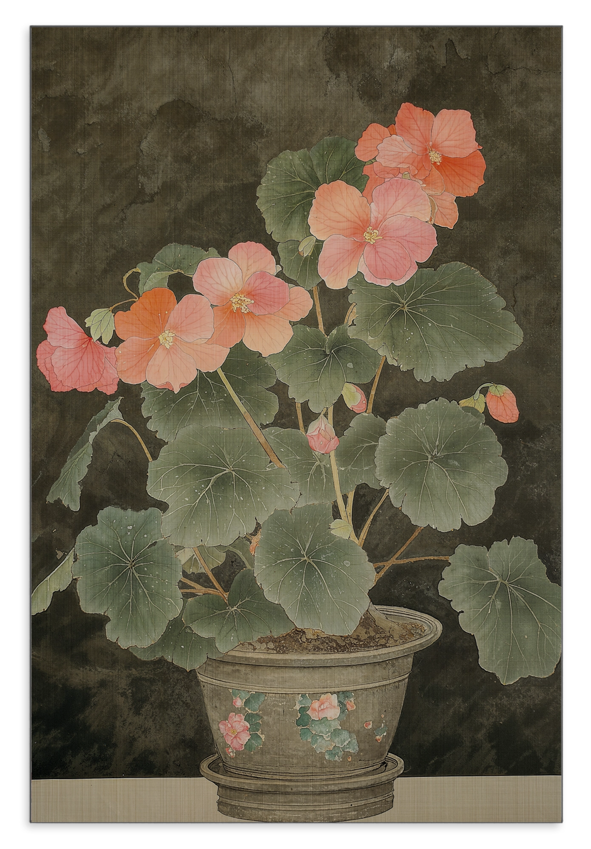 Aluminium Dibond schilderij Begonia: begonia met roze bloemen in een sierpot.