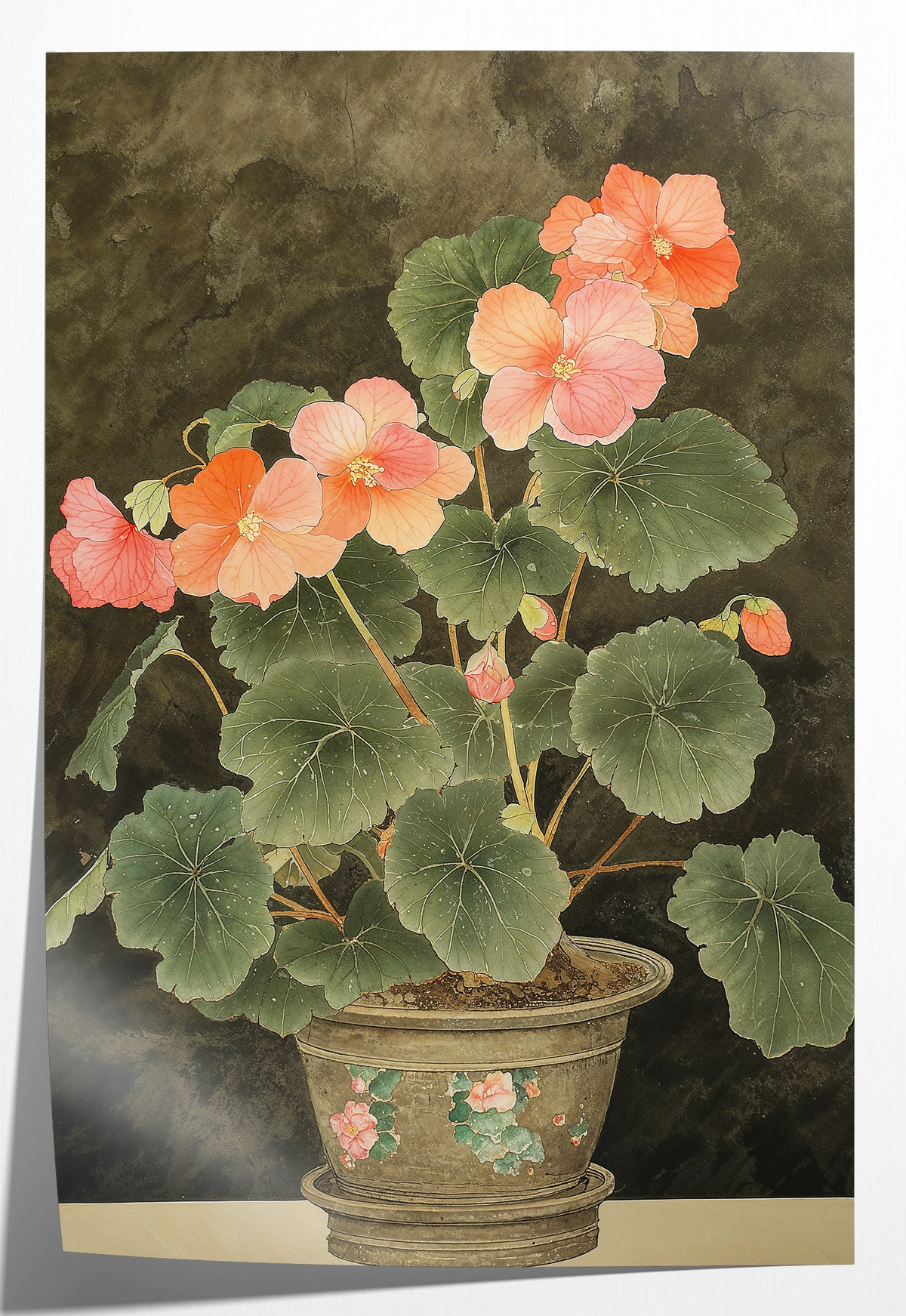 Papieren poster Begonia: begonia met roze bloemen in een sierpot.