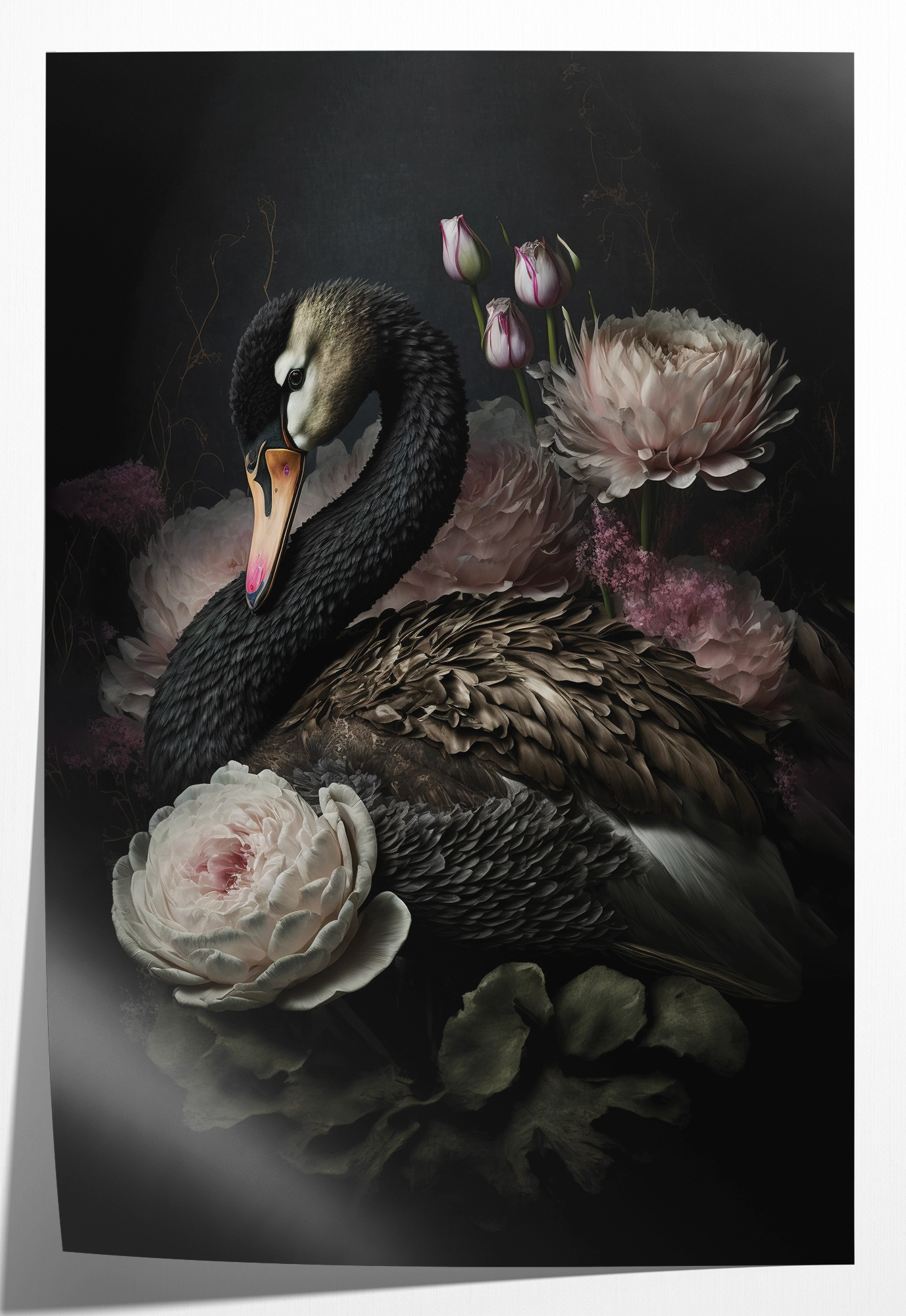 Zwarte zwaan · Papier – productfoto