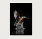 Ijsvogel 3 · Artframe-Poster staand-House of Posters-House of Posters