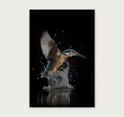 Ijsvogel 3-Poster staand-House of Posters-House of Posters